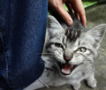 惨遭雷普的小猫