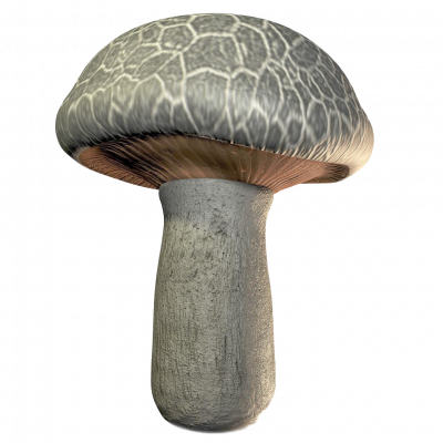 文件:MRG.png