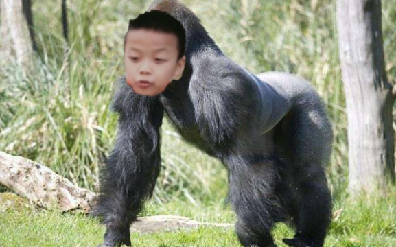 文件:马来猩猩.jpg