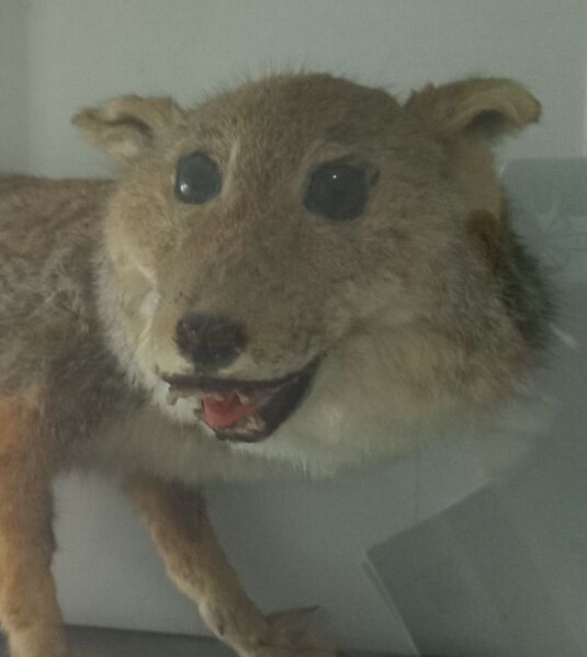 文件:Fox almost real.jpg