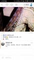 假打的妖人