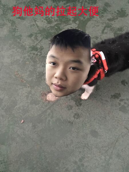 文件:Dog poops 2.jpg