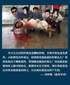 杀粉猪